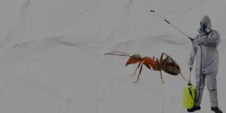 Ant Control Toronto