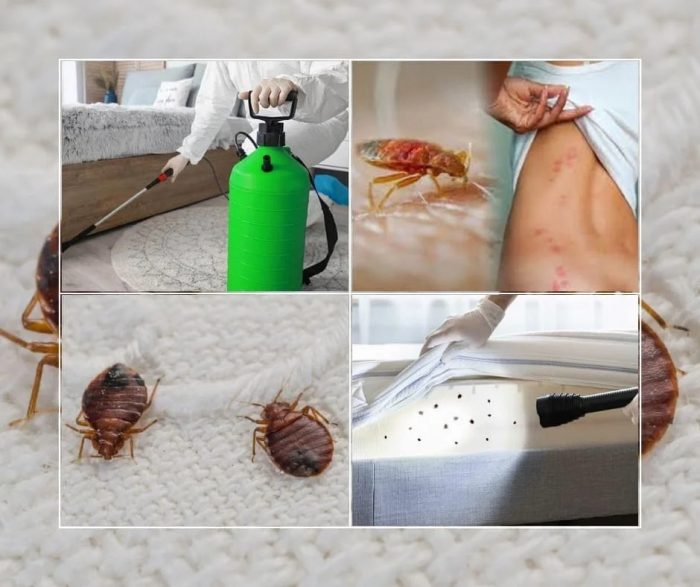 Bed Bug Treatment Toronto