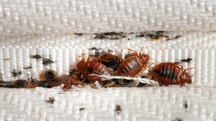 Bed Bugs Toronto