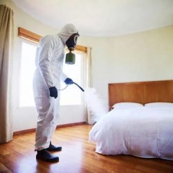 mosquito control tips GTA