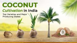 Find the Coconut Cultivation in India, Methods, and Uses