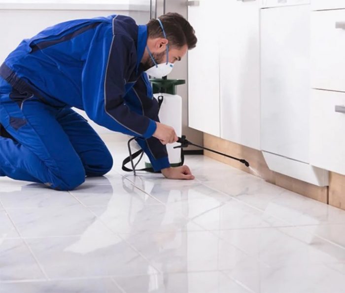 DIY ant removal tips GTA