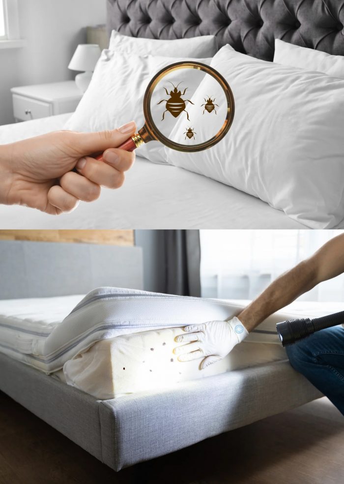 Bed Bug Pest Control Toronto