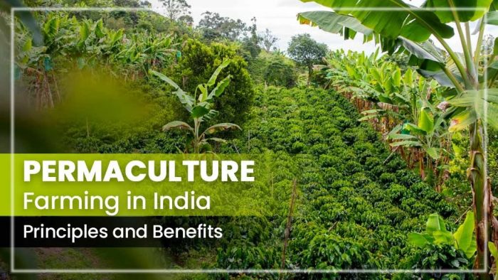 Permaculture and Its Principles for Starting Farming