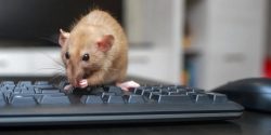 Rodent Control Toronto