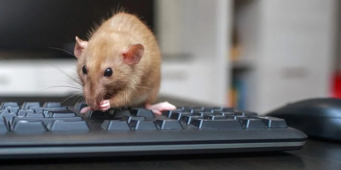 Rodent Control Toronto
