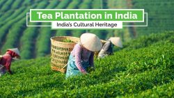 Find the top Tea States in India