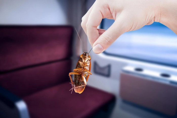 cockroach bites in Toronto