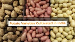 The Varieties of potatoes in India and their Nutritional Value