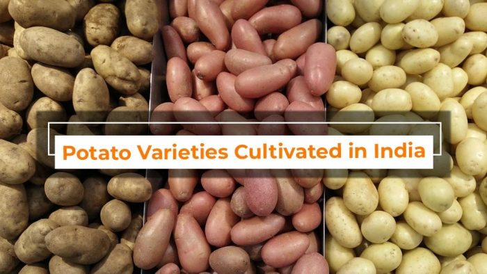 The Varieties of potatoes in India and their Nutritional Value