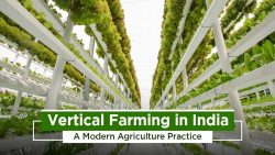 The Vertical Farming Method and Advantages in India