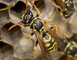 Wasp Exterminator Toronto