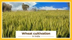 Wheat Cultivation and it’s Processed in India