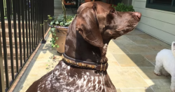 Leather Dog Collar Custom
