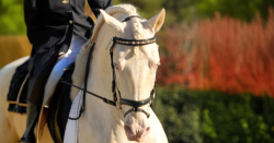 Browbands With Bling for Horses