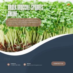 Order Broccoli Sprouts Online