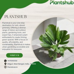 Indoor Plants for Oxygen – Boost Your Home’s Air Quality