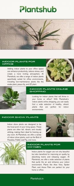 Indoor Plants for Oxygen – Boost Your Home’s Air Quality