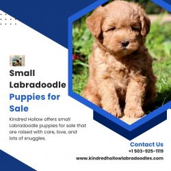 Small Labradoodle Puppies for Sale