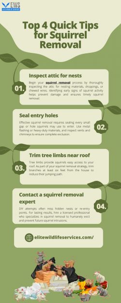 Top 4 Quick Tips for Squirrel Removal