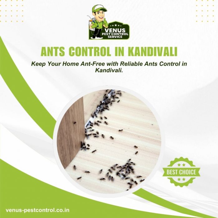 Best Ants Control Service in Kandivali – Venus Pest Control Service