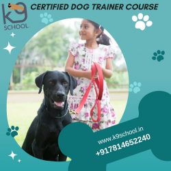 Certified Dog Trainer Course for Professional Pet Training Excellence