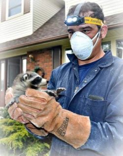 Pest Control North York