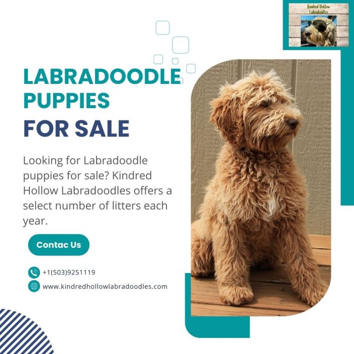 Labradoodle Puppies for Sale
