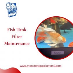 Fish Tank Filter Maintenance