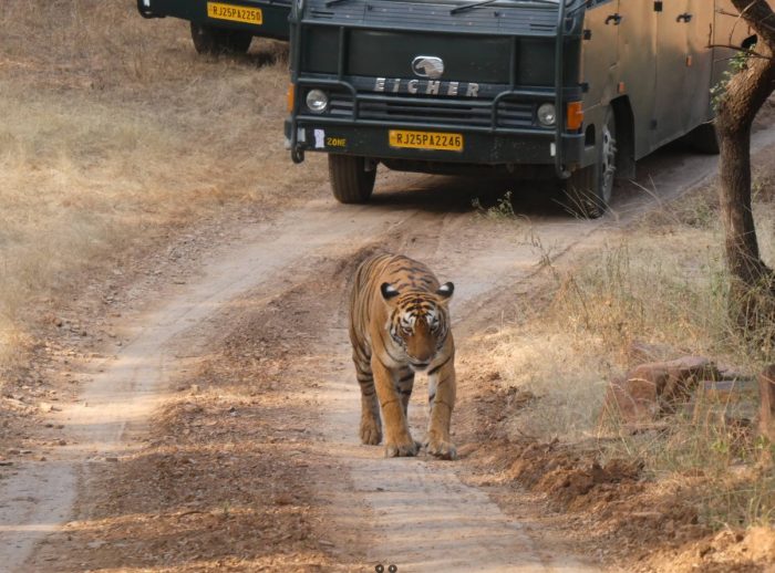 Jawai Leopard Reserve Jeep Safari