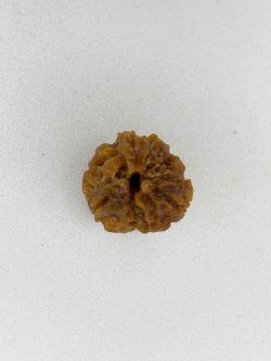 Buy Natural 3 Mukhi Rudraksha Nepali Bead – Certified