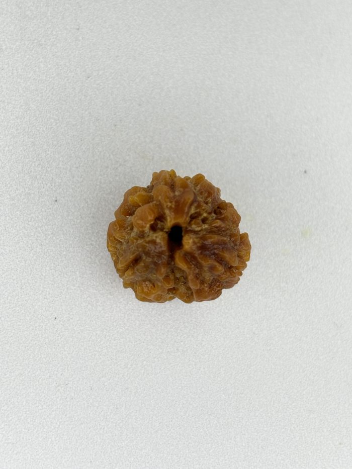 Buy Natural 3 Mukhi Rudraksha Nepali Bead – Certified