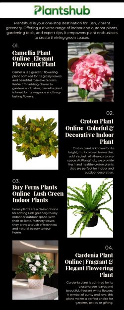 Croton Plant Online | Colorful & Decorative Indoor Plant