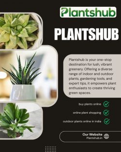 Mango Tree Online | Grow Fresh Mangoes at Home