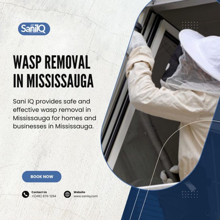 Wasp removal in Mississauga