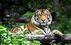Budget-Friendly Bandhavgarh Tour Package: See Tigers Without Overspending