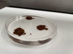 Expert Land Capability Assessment Services for Smarter Planning in Victoria