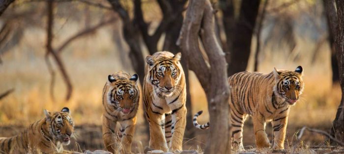 Tigers by Day, Tranquility by Night: A Stay in Bandhavgarh’s Luxury Havens