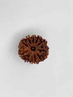 Buy Natural 11 Mukhi Rudraksha Nepali Bead – Certified & Blessed