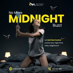 Pest Control Services Dublin Trusted Solutions