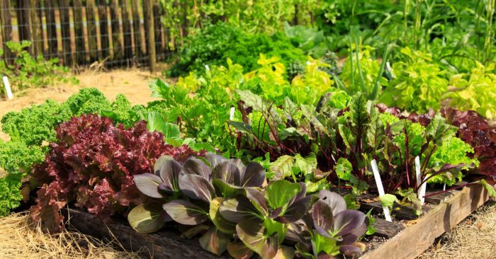 Completi Servizi di Giardinaggio e Paesaggistica Professionale