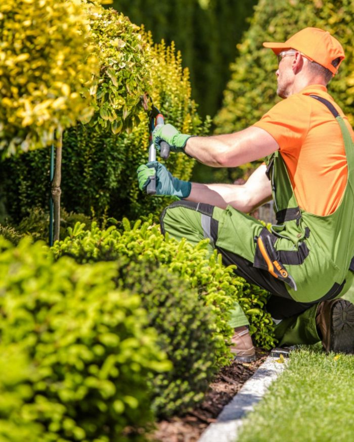 Proyards Landscape & Maintenance: Expert Pest Control Services in Utah County