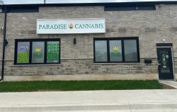 Weed Store Near Me Welland – Paradise Cannabis