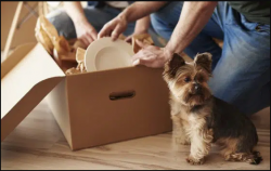 Shipping Pets Overseas