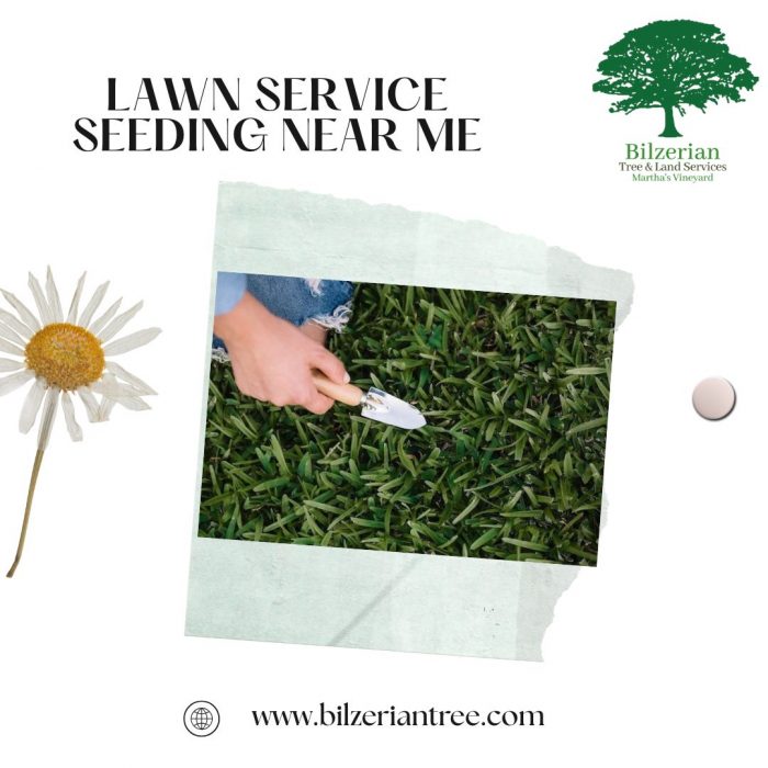 Lawn Service Seeding Near Me