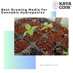 Best Growing Media For Cannabis Hydroponics