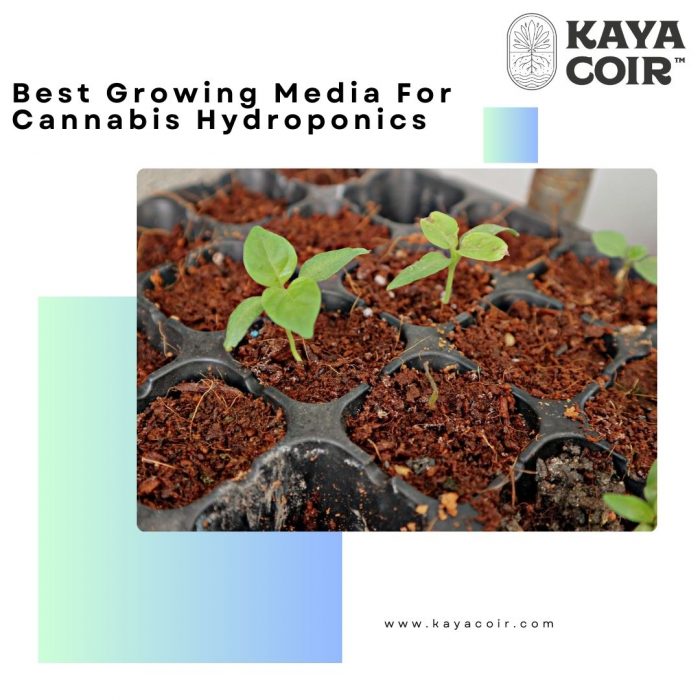Best Growing Media For Cannabis Hydroponics
