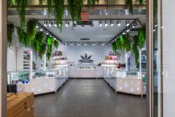 Cannabis Store Perth – Paradise Cannabis
