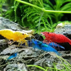 Fresh Water Shrimp for Sale Online | CU Aquatics