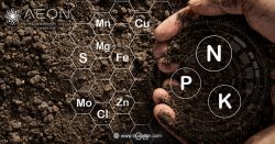 Fulvic Acid vs Humic Acid: What’s the Difference and Why It Matters for Wellness